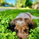 Paoli Vetcare