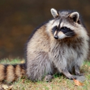 Animal Eviction Services - Pest Control Services