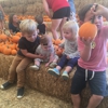 Oma's Pumpkin Patch gallery