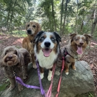 Shoreline Happy Paws