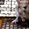 Budget Pest Control gallery