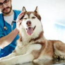 Morganna Animal Clinic & Boarding Kennel - Manassas - Pet Services
