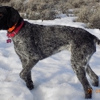 Crazy Mountain Wirehairs gallery