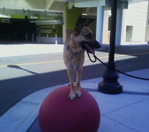 American Canine Institute - Fremont, CA