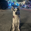 Adventure Paws Training