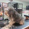 Foster Care Dog Grooming gallery