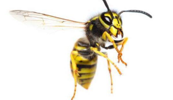 BP Homecare Pest Control - North Perth, WA. Wasps