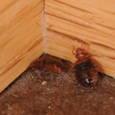 Dave's Pest Control - Termite Control