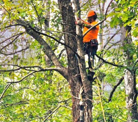 Emerald tree service - Alabaster, AL. Helena