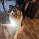 Dog Training Elite of Southern CT - Disability Services