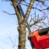 Daves Tree and Shrubs gallery