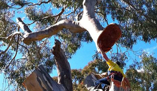 ACT Tree Felling