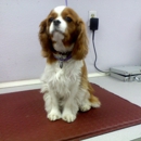 In The Dog House With Liz - Pet Grooming