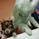 Southbay Animal Hospital - Veterinary Clinics & Hospitals