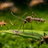 Havard Pest Control Corp gallery