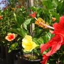 Roscoe Nursery Wholesale Growers