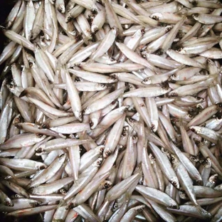 Seaford Bait Pty Ltd - Dandenong, VIC