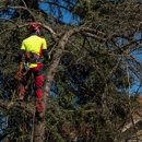 North Fork Tree & Landscape Inc. - Tree Service