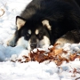 Candy Rock Kennel