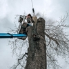 Lakes Tree Service LLC gallery