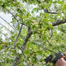 Budget Property Maintenance - Tree Service