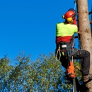 Brother Tree Service - Tree Service