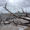 Little Talbot Island State Park gallery