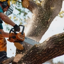 Tree Health - Tree Service