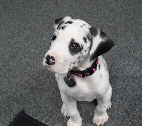 Oh Behave Dog School - Little Rock, AR