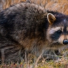 ASAP Wildlife Removal gallery