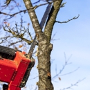Excel Tree Service - Tree Service