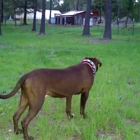 Sammy's Homestead Dog Boarding