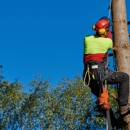 Green Lawn Tapia services - Tree Service