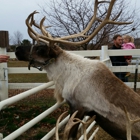 Hardy's Reindeer Ranch