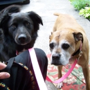 The Pet Hospital Of New Bern - Pet Services