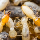 Mid-South Pest & Termite - Termite Control