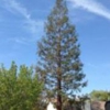 D Pro Tree Service gallery