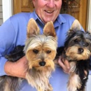 Silky Terriers From The Heartland - Pet Stores