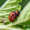 Bowdoin Exterminators gallery