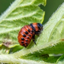 Stop Buggin Pest Control - Pest Control Equipment & Supplies