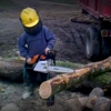SB Tree Care gallery