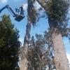 Blaze Tree Service Inc gallery