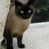 Access Mobile Vet Service DVM gallery