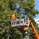 Twin Cities Tree Service - Arborists