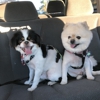 JT'S PLAYFUL PET SPA-SALON gallery