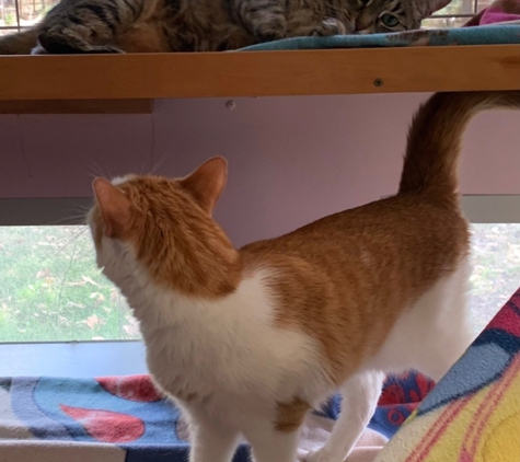 Happy Cats Cattery - Carabooda, WA
