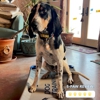 Boston to Dog Training Elite Bristol - Plymouth gallery