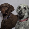 Jewels Poodles gallery