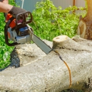 Alberto's Tree Service - Tree Service