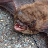 The Bat Removal Experts - Friends Of Bats gallery